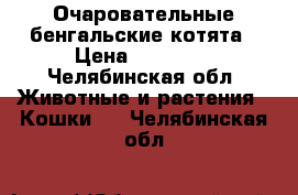 Очаровательные бенгальские котята › Цена ­ 10 000 - Челябинская обл. Животные и растения » Кошки   . Челябинская обл.